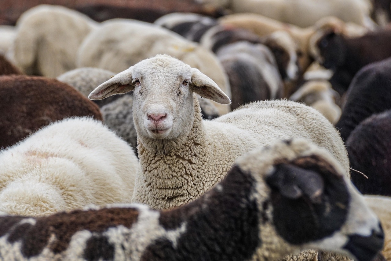 sheep
